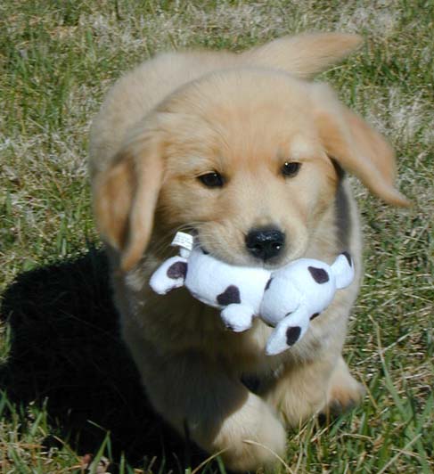 kjen goldens kylie puppy
