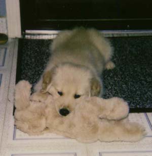 puppy seamus with his stuffed puppy