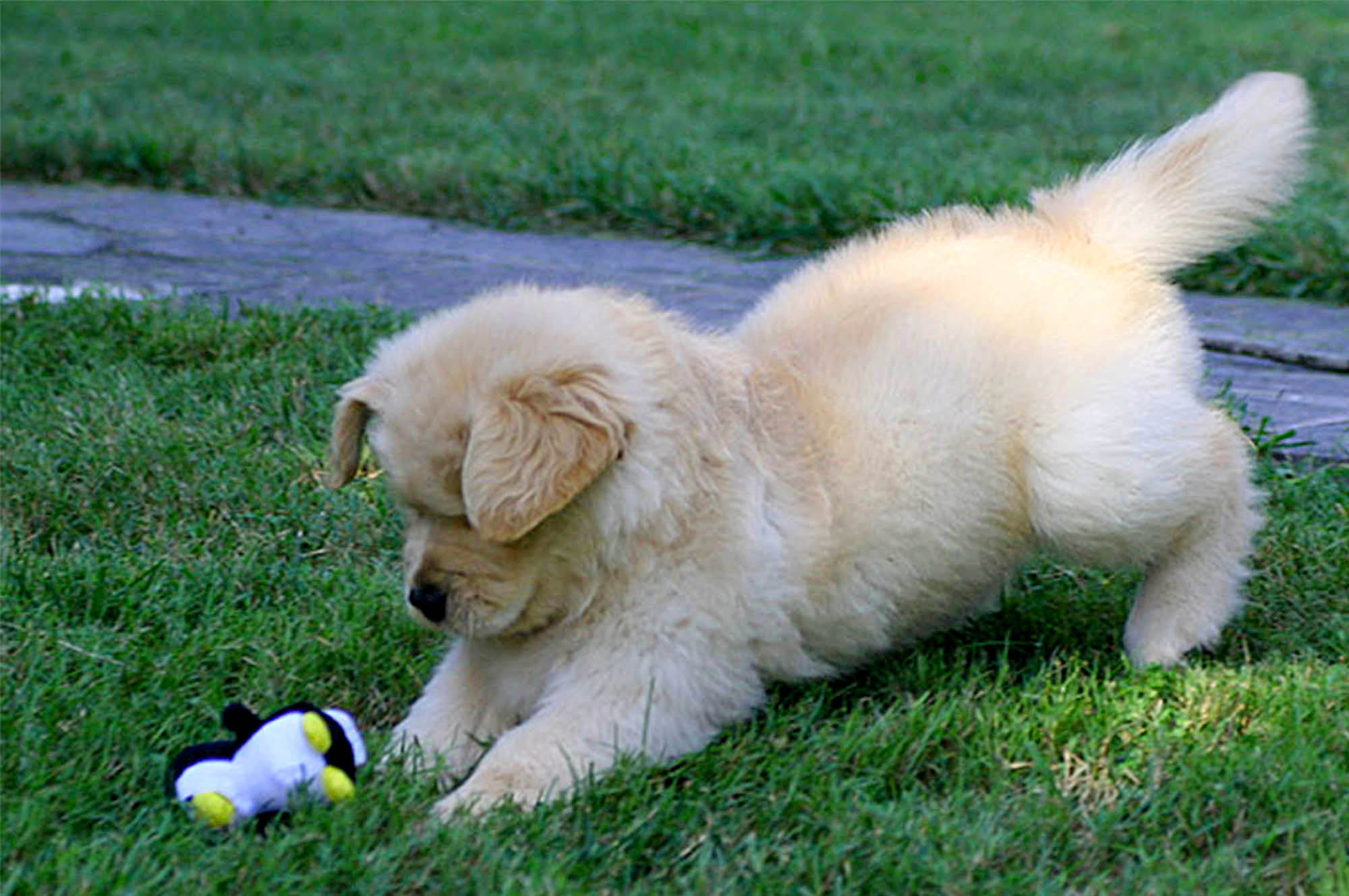 k-jen golden retrievers north carolina slide 3