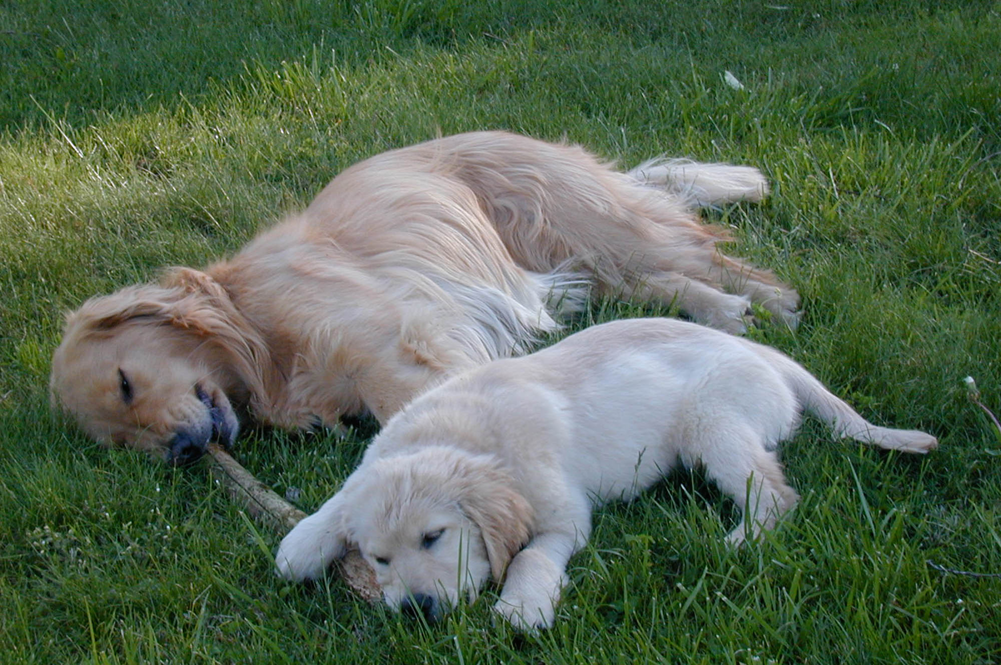 k-jen golden retrievers north carolina slide 7