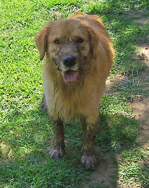 golden retriever tulley CH K-Jen's One In A Million